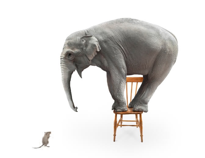 Une souris impressionne un éléphant